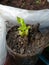 Celery growing on soil