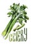 Celery. Hand drawing watercolor on white background with title.