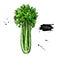 Celery hand drawn vector illustration. Isolated Vegetable object.
