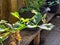 Celery in the home garden when the morning light shines