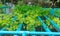 Celery hydroponic farm in PVC pipe