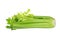 Celery isolated on a white