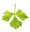 Celery leaf isolated