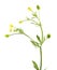 Celery-leaved buttercup Ranunculus sceleratus isolated on white background. Poisonous plant used in traditional medicine