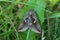 Celery Looper Moth