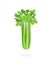 Celery plant. Harvest vegetable. Apium graveolens. Agriculture cultivated plant. Green leaves. Flat vector color Illustration