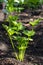 Celery plant in the vegetable garden