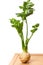 Celery plant on white