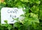 Celery Plants for Sale with Price Sign