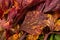 Celery red leaf closeup background