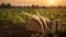 Celery root harvested in a wooden box with field and sunset in the background.