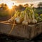 Celery root harvested in a wooden box with field and sunset in the background.