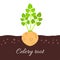 Celery root icon with title