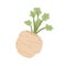 Celery root with leaf. Icon of celeriac herb. Raw fresh vegetable. Aromatic food plant. Colored flat vector illustration