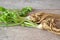 Celery root with leaves on shabby white background. Healthy food. Organic bio plante