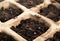 Celery seeds in seed starter pot tray with potting soil, close up.