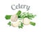 Celery. Vector illustration made in a realistic style