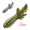 Celery vector sketch vegetable plant icon