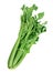 Celery vegetable