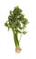 Celery vegetable