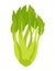 Celery vegetable. Apium graveolens. Agriculture plant. Green leaves. Vector color Illustration.