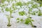 celery vegetable growing in hydroponic farm