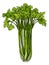 Celery Vegetable Vintage Woodcut Illustration