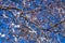 Celestial Canopy: Salix Caprea Under the Blue Firmament, Pupoli