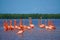 Celestun, Yucatan, Mexico: American flamingos - Phoenicopterus ruber