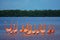 Celestun, Yucatan, Mexico: American flamingos - Phoenicopterus ruber