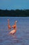 Celestun, Yucatan, Mexico: American flamingos - Phoenicopterus ruber