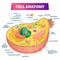 Cell anatomy vector illustration. Labeled educational structure diagram.