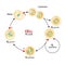 Cell Cycle. Checkpoints: DNA damage, Spindle checkpoint, Restriction point