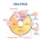 Cell cycle vector illustration. Educational microbiological phases scheme.