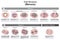 Cell division meiosis stages infographic diagram