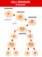 Cell division. meiosis. Vector scheme