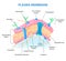 Cell Membrane Anatomy