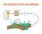 Cell membrane structure diagram info graphic on white background isolated. Education illustration