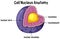 Cell nucleus anatomy diagram