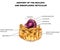 Cell Nucleus and Endoplasmic reticulum