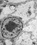 Cell nucleus and organelles under the electron microscope