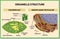 Cell organelles structure. Chloroplast and Endoplasmic reticulum - Vector illustration.