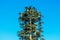 Cell phone tower disguised and camouflaged as a fake tall pine tree under blue sky. The concealed cell station is distinguished by