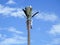 cell phone tower in Egypt or cellular phone antenna disguised on fake palm tree placed at proper intervals along highways and