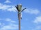 cell phone tower in Egypt or cellular phone antenna disguised on fake palm tree placed at proper intervals along highways and