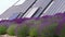 Cell solar panels green energy on roof and lavender flowers