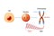 Cell Structure. Nucleus with chromosomes, DNA molecule, telomere and gene