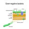 cell wall structure of Gram-negative Bacteria for example Helicobacter.