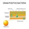 cell wall structure of Gram-positive Bacteria for example Staphylococcus.