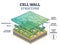 Cell wall structure with plant cellular parts description outline diagram